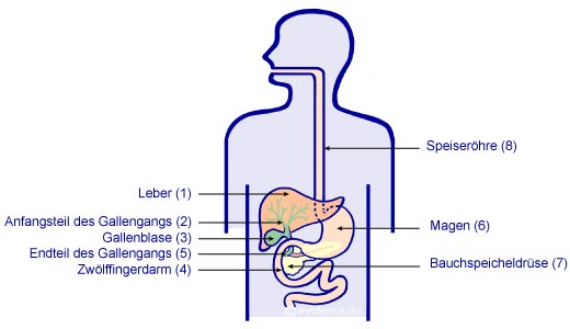 Gallenwege und Magen-Darm-Trakt