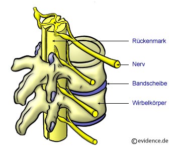 Kncherner Aufbau der Wirbelsule mit Bandscheiben, Nerven